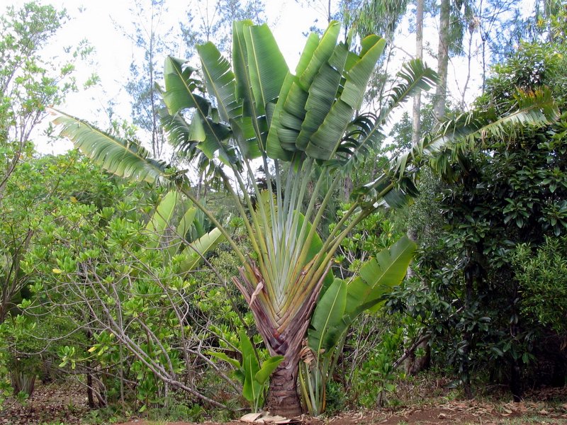 banánfa banánfa
