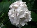 hortensia