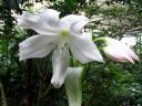 liliom
