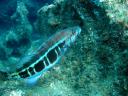 Serranus Atricauda - szerintem