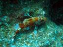 skorpióhal (Scorpion Fish)