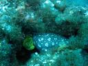 tigris muréna közelebbről (Tiger Moray - Enchelycore anatina)