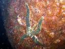 csillag (starfish)