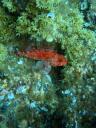 skorpióhal (Scorpion fish - Scorpaena), aki megmentett saját magától