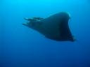 manta rája