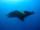 manta rája