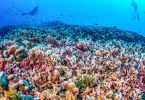 The Pavona clavus coral is a haven for a panoply of marine species including fish, crabs and shrimps. Photograph: Manu San Felix/National Geographic Pristine Seas/AFP/Getty Images