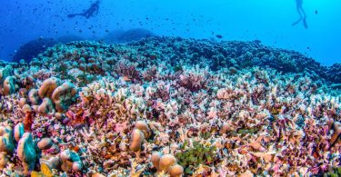 The Pavona clavus coral is a haven for a panoply of marine species including fish, crabs and shrimps. Photograph: Manu San Felix/National Geographic Pristine Seas/AFP/Getty Images