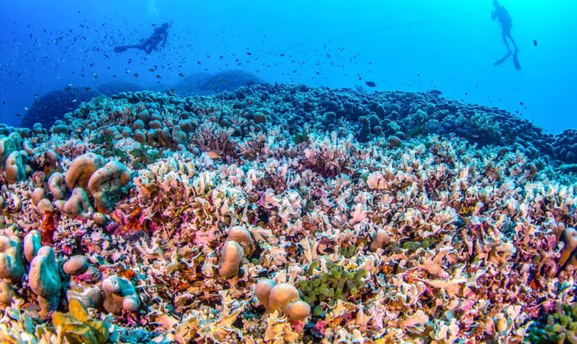 The Pavona clavus coral is a haven for a panoply of marine species including fish, crabs and shrimps. Photograph: Manu San Felix/National Geographic Pristine Seas/AFP/Getty Images